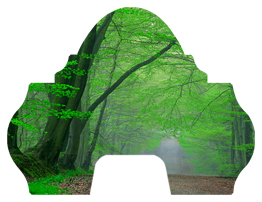 DARAY-L-128-Forest Serenity Forest Path